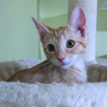 WIDGET - Domestic Shorthair / Mix available for adoption