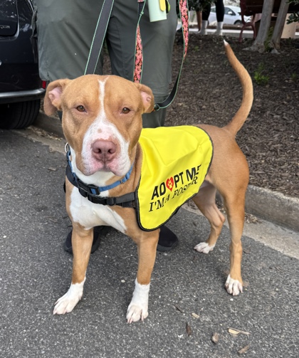MR. FANTASY - Pit Bull Terrier / Mix available for adoption