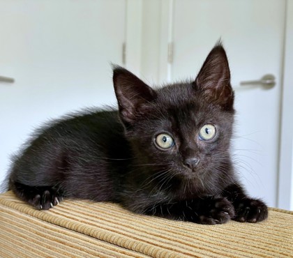 STAR ANISE - Domestic Shorthair / Mix available for adoption