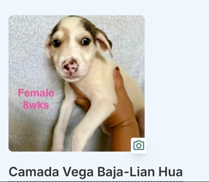 LIAN HUA - Mixed Breed, Medium (up to 44 lbs fully grown) / Mix available for adoption