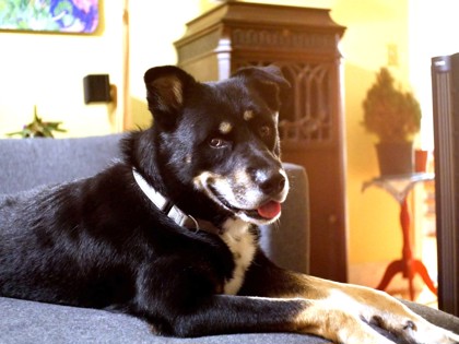 LITTLE BOY - Australian Shepherd / Mix available for adoption