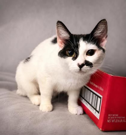 UNIQUA - Domestic Shorthair / Mix available for adoption