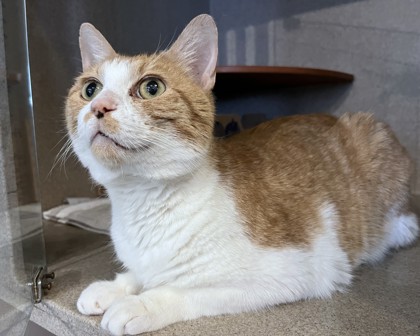 JAMES - Domestic Shorthair / Mix available for adoption