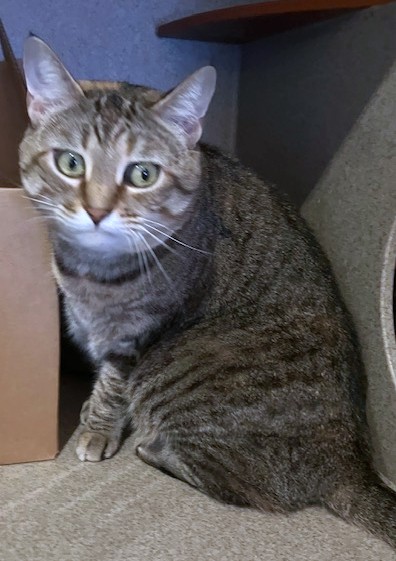 ZOE - Domestic Shorthair available for adoption