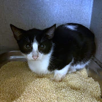 BROCCOLI - Domestic Shorthair / Mix available for adoption