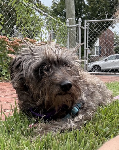APPLE SMAX - Miniature Schnauzer / Mix available for adoption