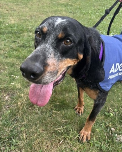 SASSAFRAS - Black and Tan Coonhound / Mix available for adoption