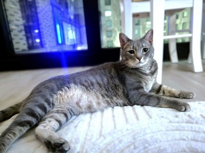 SILVER - Domestic Shorthair / Mix available for adoption