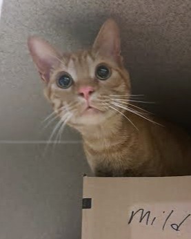 HARRIS - Domestic Shorthair / Mix available for adoption