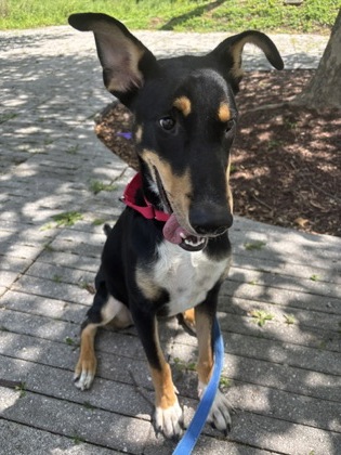 BAXTER - Shepherd / Mix available for adoption