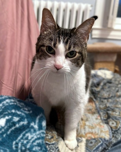 LILLY - Domestic Shorthair / Mix available for adoption