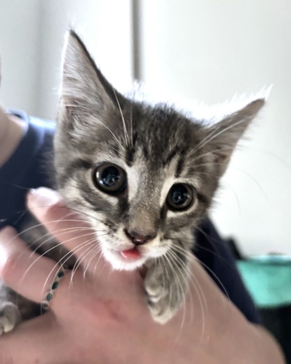 GRAVY - Domestic Shorthair / Mix available for adoption