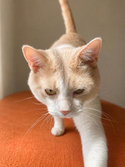 RONIN - Domestic Shorthair / Mix available for adoption