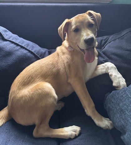 ANA - Mixed Breed, Small (under 24 lbs fully grown) / Mix available for adoption