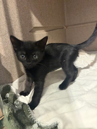 AGATHA - Domestic Shorthair / Mix available for adoption
