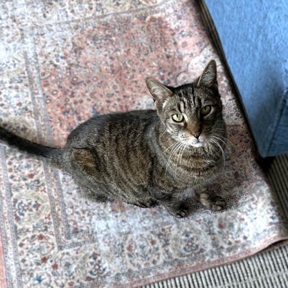 PEPE - Domestic Shorthair / Mix available for adoption