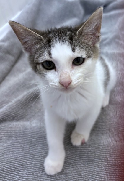 CAPTURE THE FLAG - Domestic Shorthair / Mix available for adoption