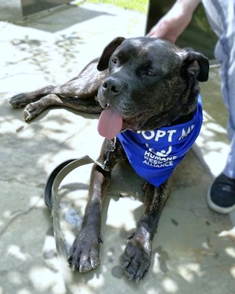 ONYX - Mastiff / Mix available for adoption