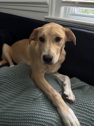 ANA - Mixed Breed, Medium (up to 44 lbs fully grown) / Mix available for adoption
