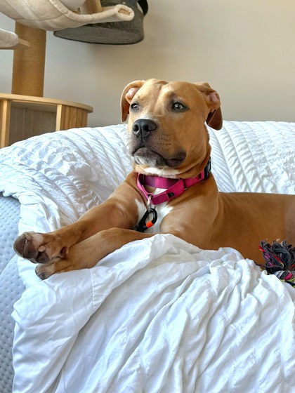 BEAUTIFUL - Mixed Breed, Large (over 44 lbs fully grown) / Mix available for adoption