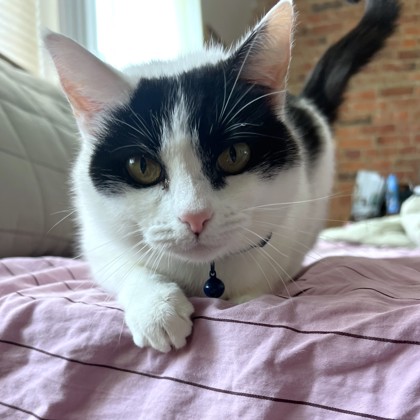 KITTY GIRL - Domestic Shorthair / Mix available for adoption