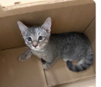 RO-RO - Domestic Shorthair / Mix available for adoption