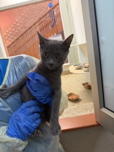 ANNA - Domestic Shorthair / Mix available for adoption