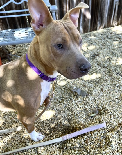 CURRY - Pit Bull Terrier / Mix available for adoption