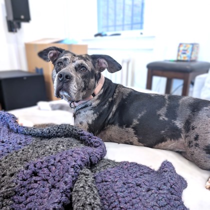DIOR - Pit Bull Terrier / Mix available for adoption