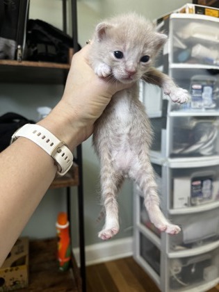 PIPPIN - Domestic Shorthair / Mix available for adoption