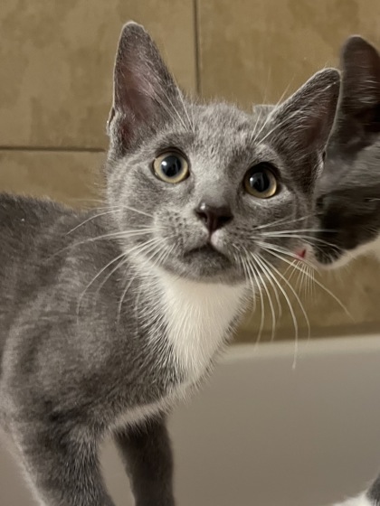 GRAYDEN - Domestic Shorthair / Mix available for adoption