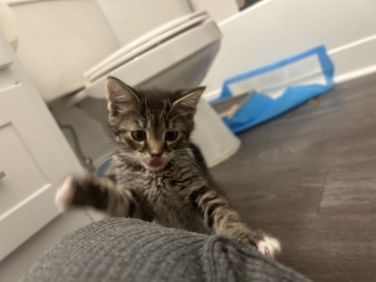 JOVIAN - Domestic Shorthair / Mix available for adoption