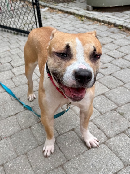 OLISE - Pit Bull Terrier / Mix available for adoption