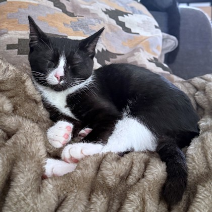 OTHELLO - Domestic Shorthair / Mix available for adoption