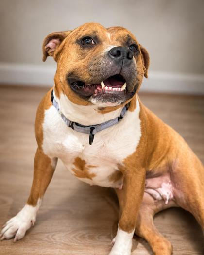 TATER TOT - Mixed Breed, Medium (up to 44 lbs fully grown) for adoption in Silver Spring
