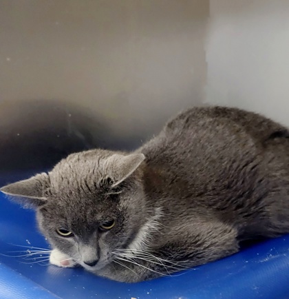 KARINA - Domestic Shorthair / Mix available for adoption