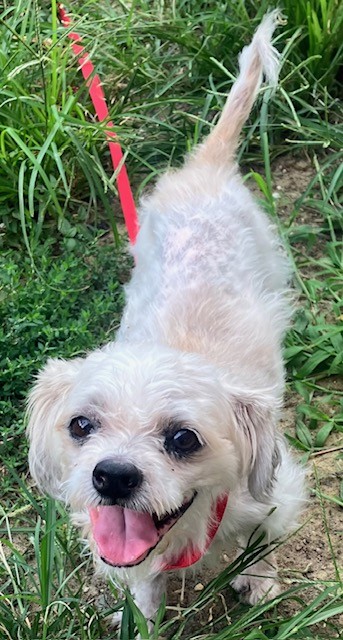 SGT. PEPPER - Shih Tzu available for adoption