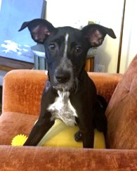 CHEKOV - Terrier / Mix available for adoption