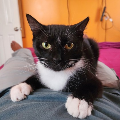 EVE - Domestic Shorthair / Mix available for adoption
