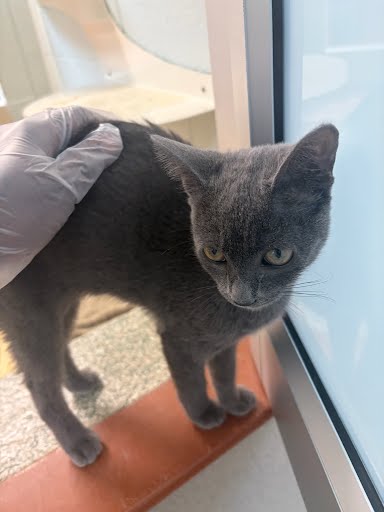 ANNA - Domestic Shorthair / Mix available for adoption
