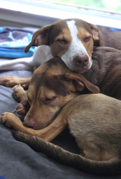 RUPER - Mixed Breed, Medium (up to 44 lbs fully grown) / Mix available for adoption