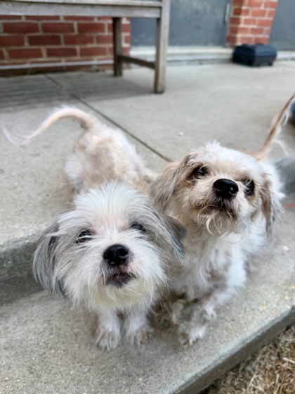 LUCY SKY - Shih Tzu / Mix available for adoption
