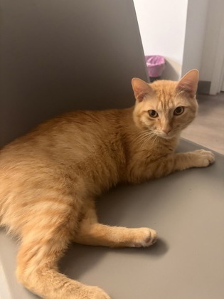 TYRONE - Domestic Shorthair / Mix available for adoption