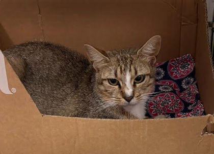 KIWI - Domestic Shorthair / Mix available for adoption