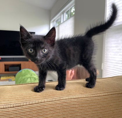STAR ANISE - Domestic Shorthair / Mix available for adoption
