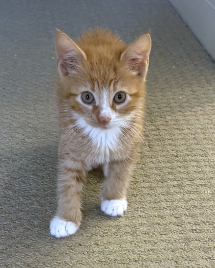 OYSTER - Domestic Shorthair / Mix available for adoption