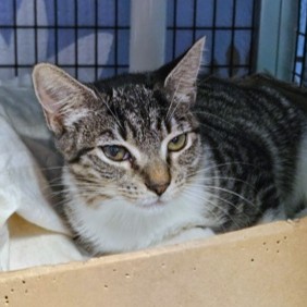OPHELIA - Domestic Shorthair / Mix available for adoption