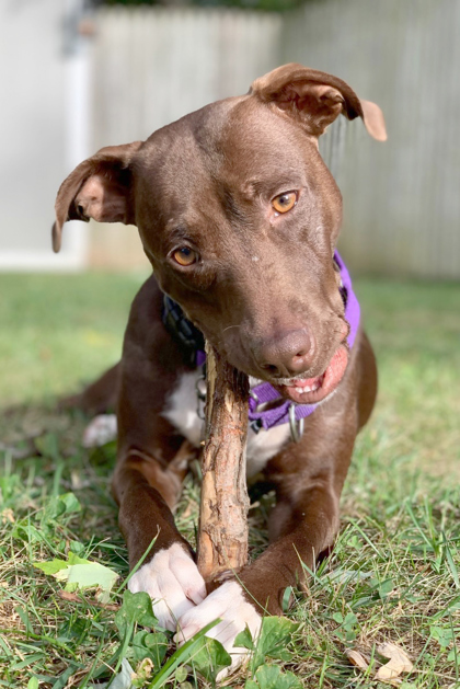 GODIVA - Labrador Retriever / Mix available for adoption