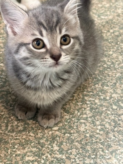 BALANCE BEAM - Domestic Shorthair / Mix available for adoption