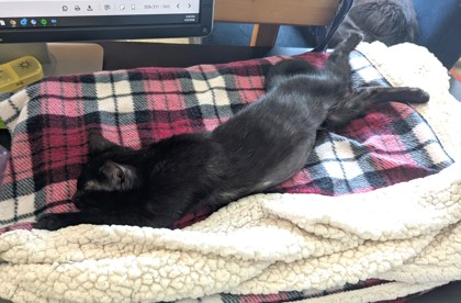 MARY - Domestic Shorthair / Mix available for adoption